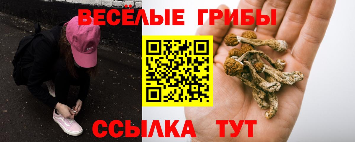 Галлюциногенные грибы Psilocybine cubensis Холмск